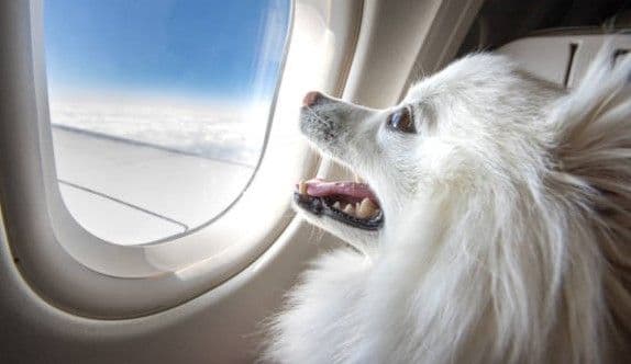 New Requirements for Flying Pets Out of Mexico
