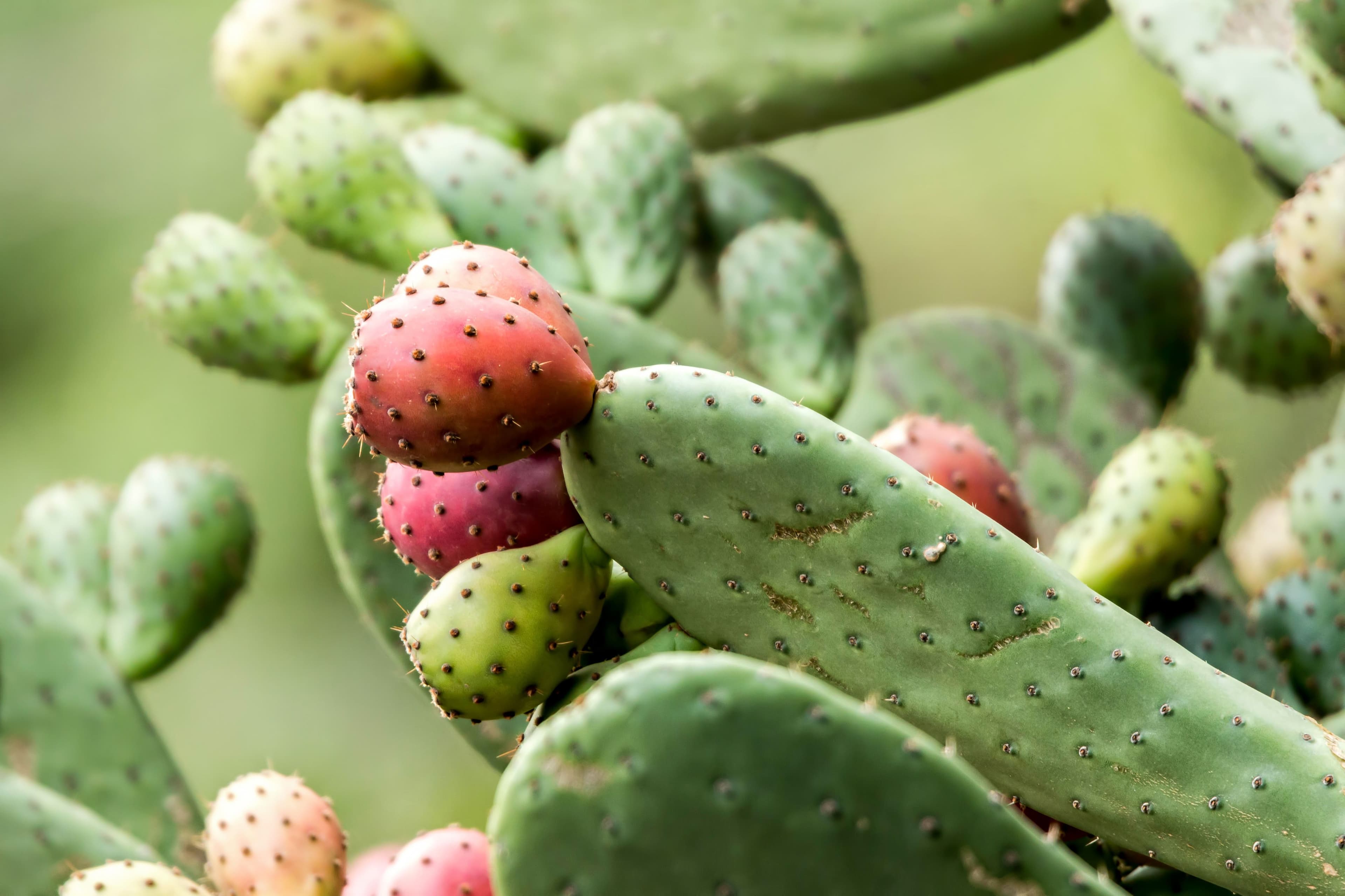 Nopal Cactus: Sustainable Food of the Future?