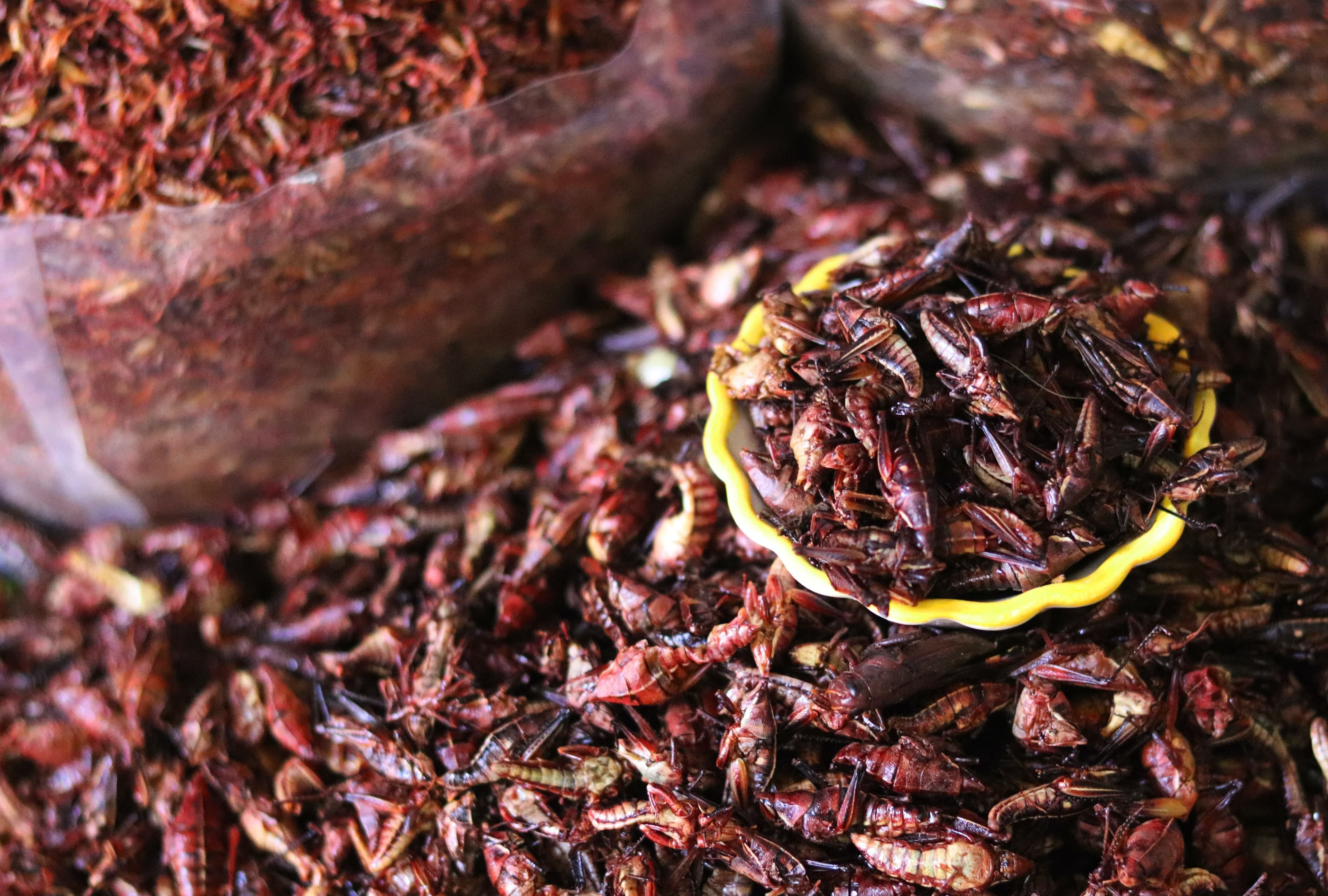 What Are Chapulines