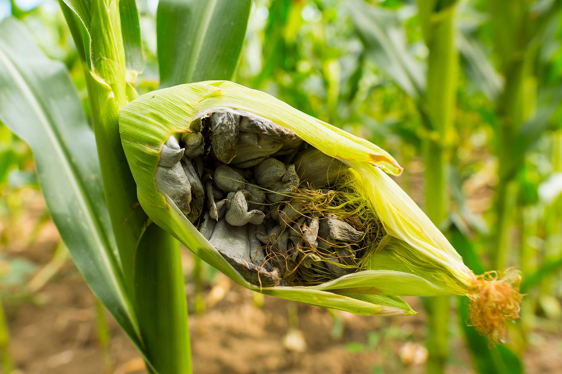 What is Huitlacoche